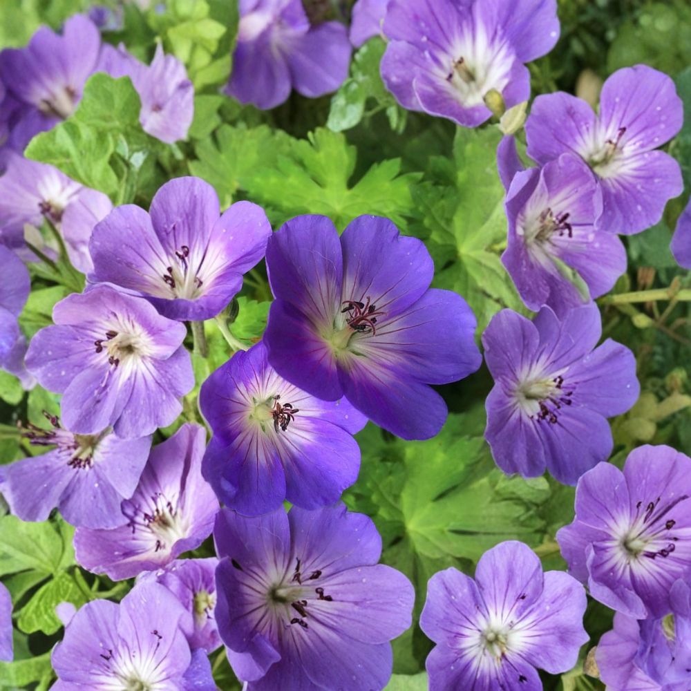 Rozanne Geranium Live Plant | 4.5 Inch Pot | Blue Flower Perennial | Hardy Cranesbill | Geranium 'Rozanne'