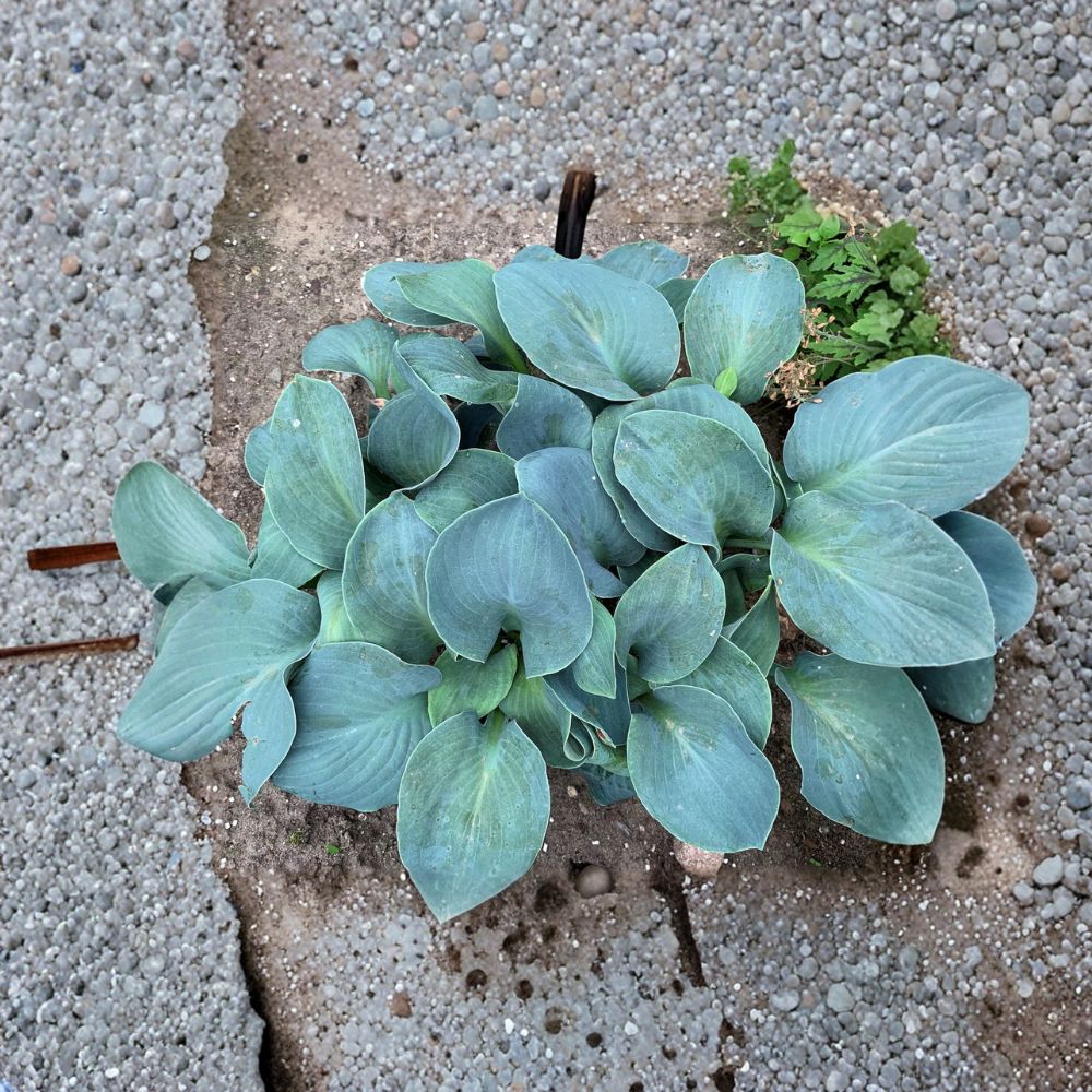 Silver Bullet Hosta Starter Plant | 3 Inch Bare Root Perennial | Thick Blue Foliage | Hosta 'Silver Bullet' | Slug Resistant