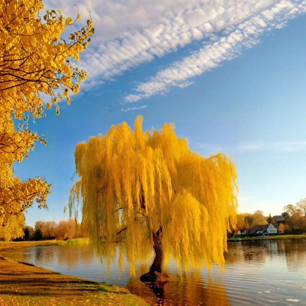 Golden Weeping Willow Tree - Live Bonsai Starter Plant - Salix alba ‘Tristis’ - Fast Growing Ornamental for Garden & Patio
