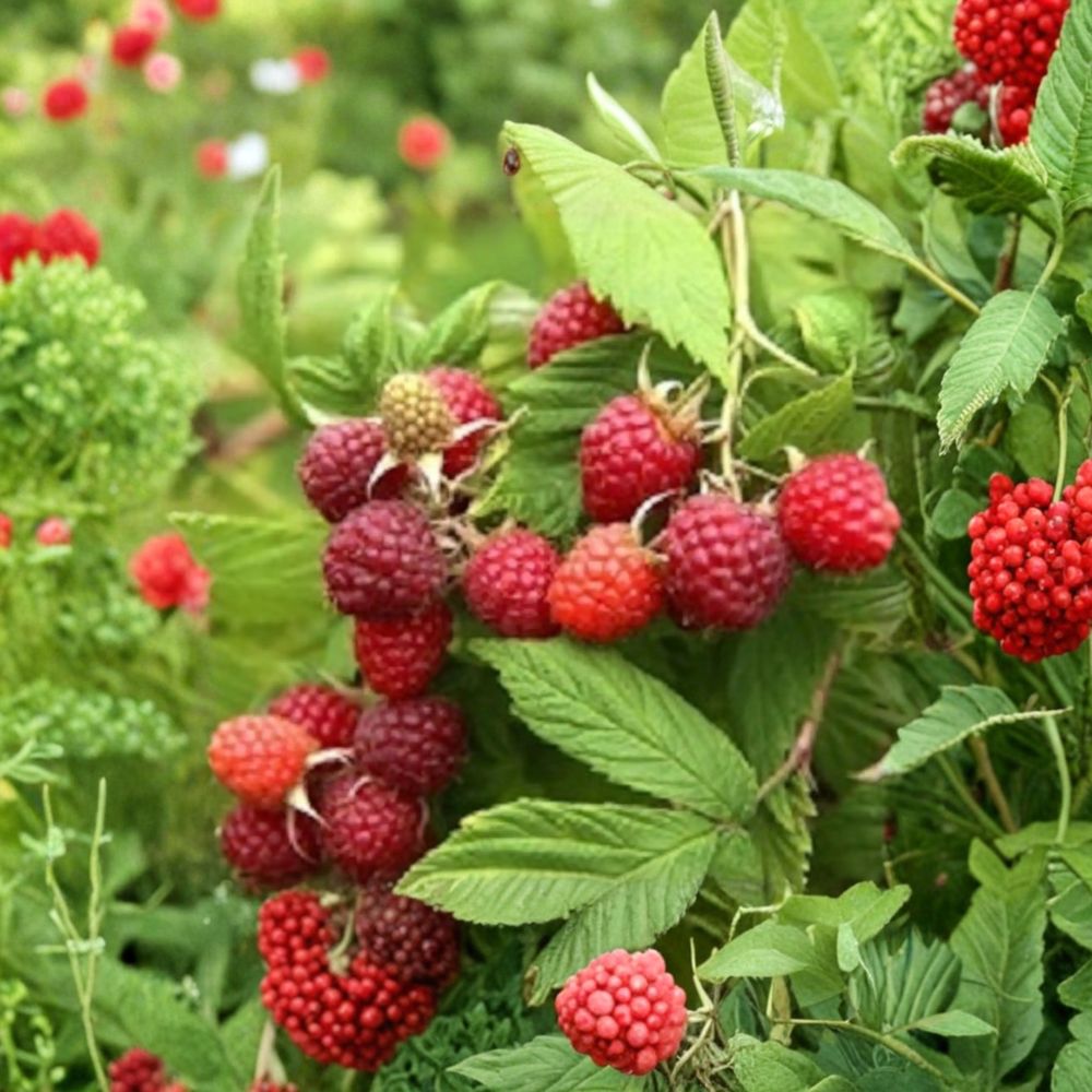 Prelude Raspberry Plant - Live Rooted Everbearing Red Raspberry - Rubus idaeus - Early Season Berry Cane for Zones 4-7