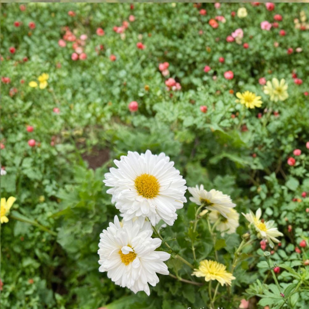 2-Pack Chrysanthemum Tea Mum Plants | White Edible Flowers | Chrysanthemum morifolium | Hang Bai Ju Herb | Live Perennial Plants