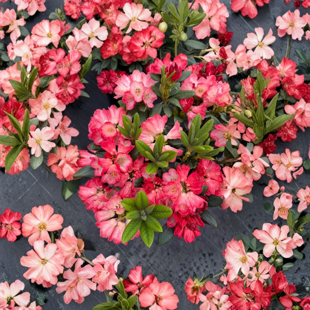 Rhododendron ‘Bruce Briggs’ Live Shrub | Bright Red Blooms | Compact Evergreen Plant | Container Grown | Hardy Landscape Choice