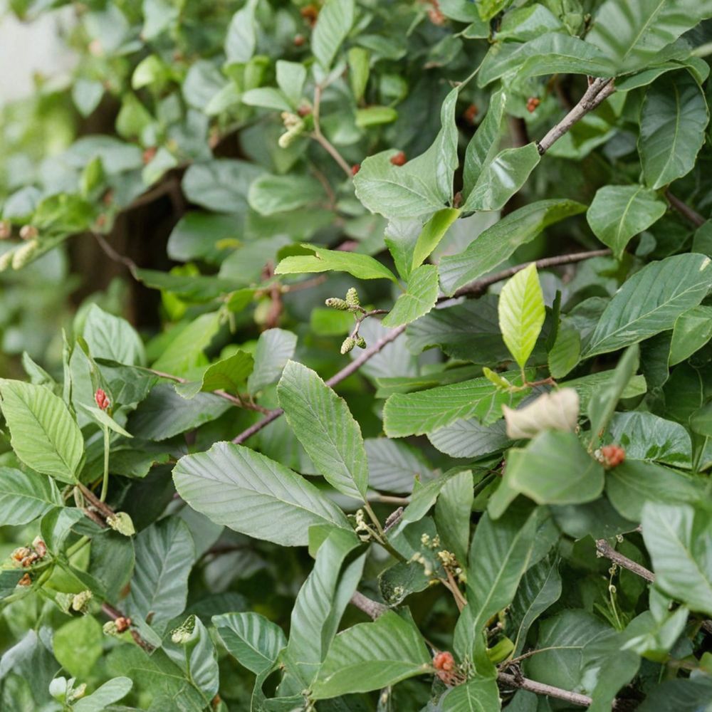Smooth Alder Live Shrub Tree | 1 Gallon Pot | Alnus serrulata | Native Wetland Landscape & Wildlife Plant