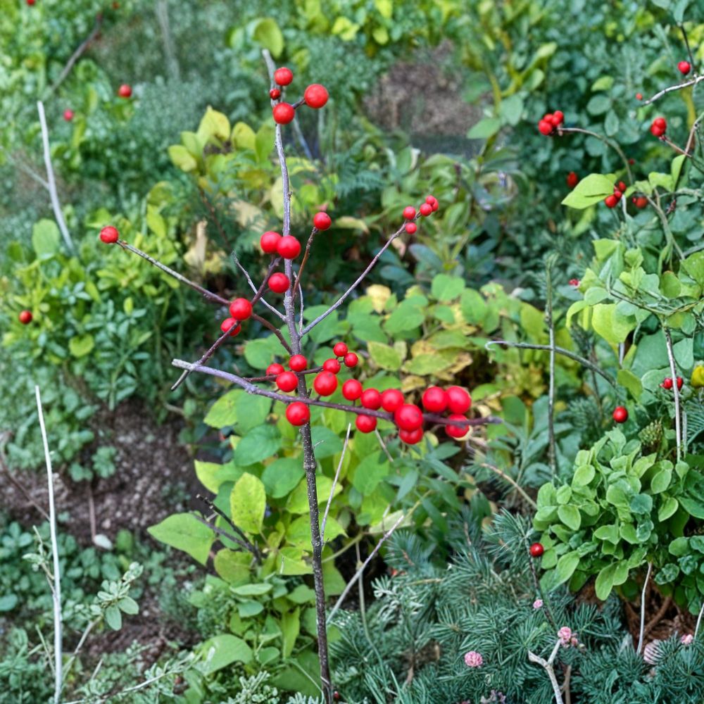 Mary Jo Winterberry Holly Quart Pot Plant | Ilex verticillata | Female Deciduous Shrub with Red Berries | Native Landscape Plant