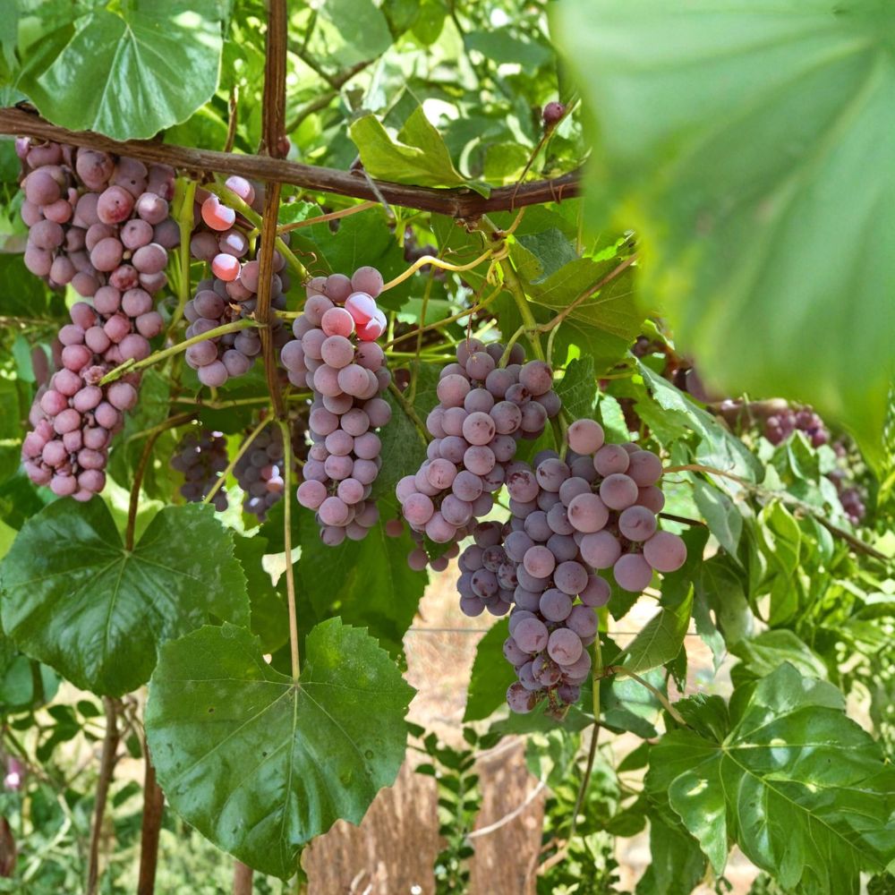 Delaware Seeded Grape Plant - Live Vine in Nursery Pot - Early Ripening Red Table Grape - Vitis labrusca 'Delaware'