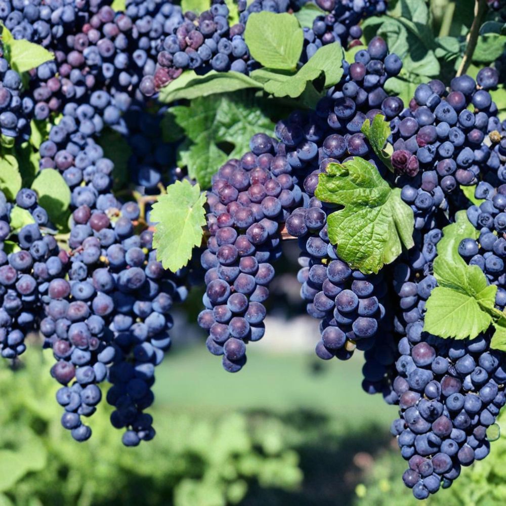 5 Glenora Seedless Grape Cuttings - Vitis labrusca - Sweet Table Grape Variety - Live Dormant Propagation Stems for Easy Growing