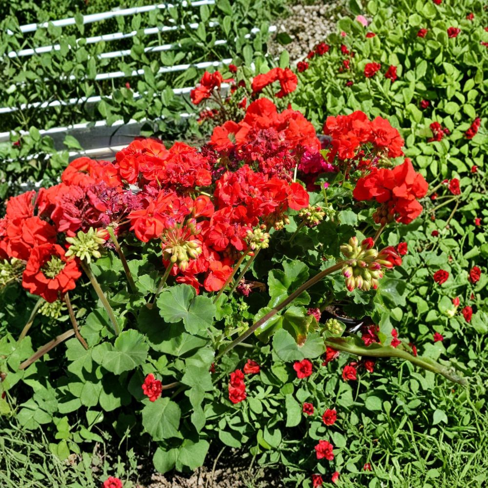 Bright Red Geranium Cuttings | 6 Unrooted Pelargonium | Fragrant Hardy Flowers | Perfect for Patios & Containers