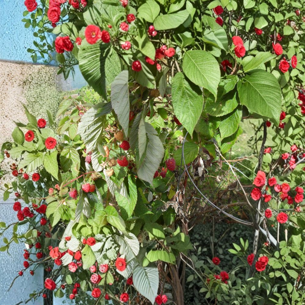 Carolina Raspberry Plant - Live Rooted Everbearing Red Raspberry - Rubus idaeus - Large Sweet Berries - Zones 4-9