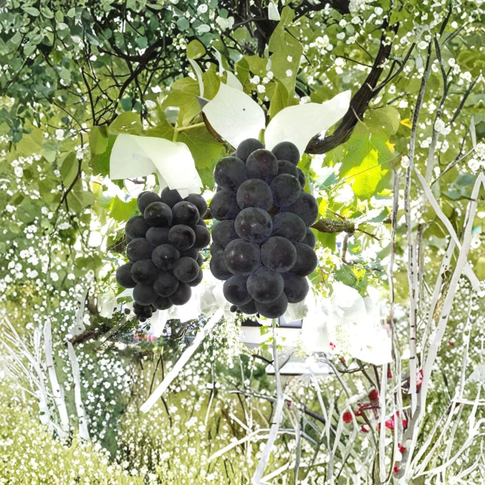 Fujiminori Grape Plant | Live Vitis vinifera | Extra Large Sweet Table Grapes | Purple Black Fruit | Nursery Pot Included