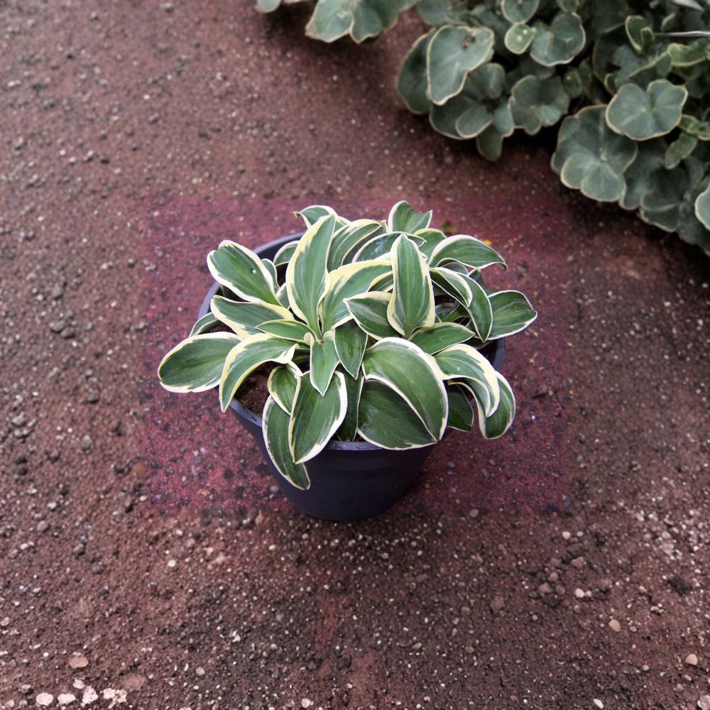 Funny Mouse Hosta Mini Plant | 4 Inch Bare Root Blue Green Variegated Perennial | Shade Garden Container Friendly Hosta - Hosta ‘Funny Mouse’