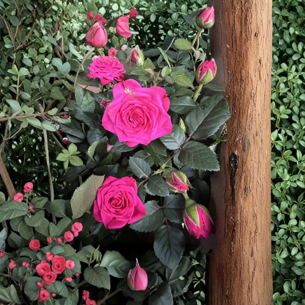 Dark Pink Miniature Live Plant - 4-8 Inches - Compact Flowering Plant - Ideal for Indoor Outdoor Gardens - Ornamental Variety