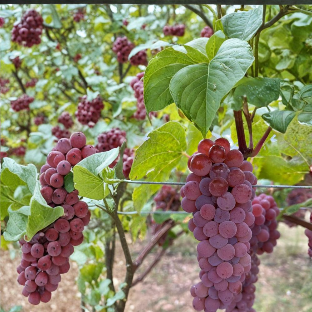 5 Canadice Seedless Grape Cuttings – Vitis labrusca – Sweet Red Variety for Easy Home Growing – Live Propagation Stems