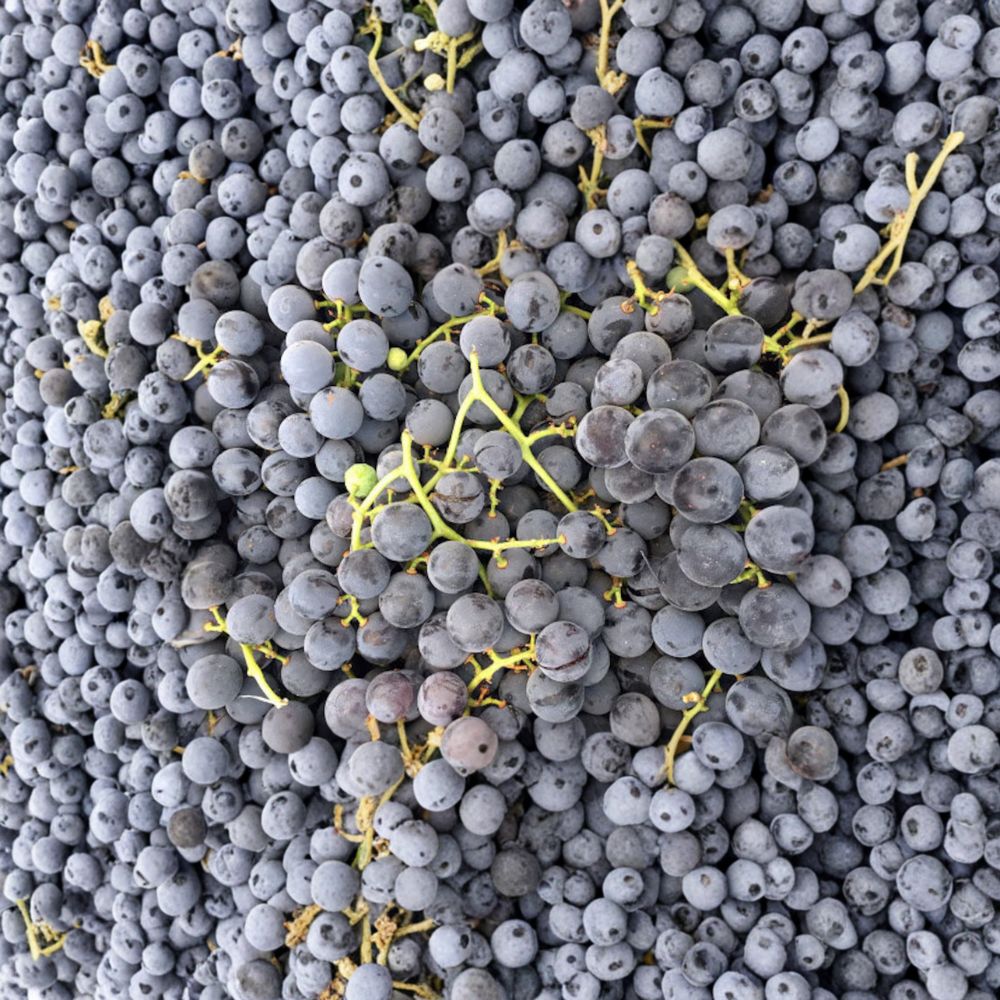 Concord Grape Vine Starter Plant | Purple Blue Fruit | Vitis labrusca | Juice & Jelly Grape | Zones 5-9
