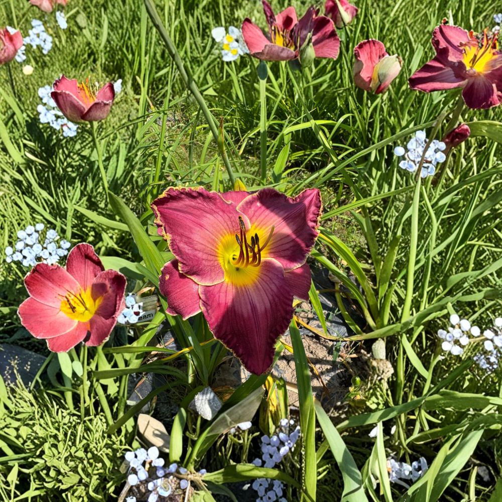 Exquisitely Subversive Daylily - 3 Bare Root Plants - Hemerocallis Perennial - Hardy Easy Care Flowering Garden Plants