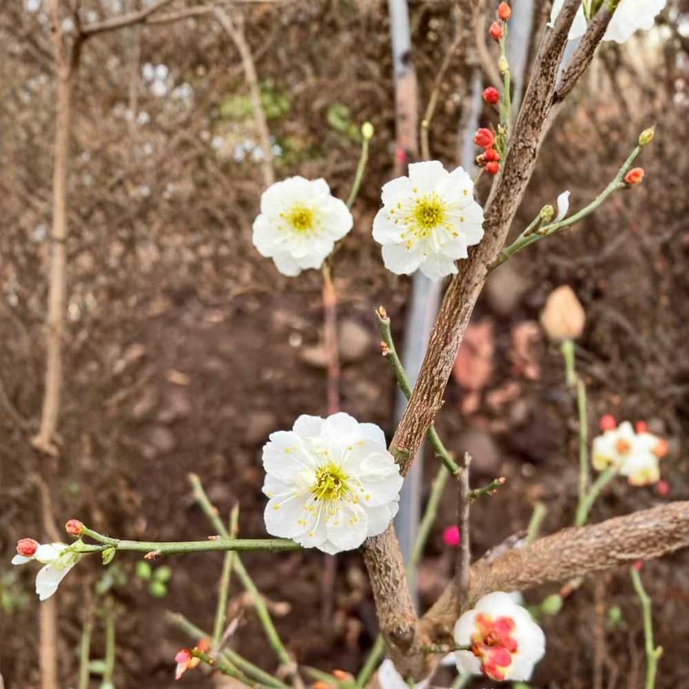 Yudie Ume Tree Live Plant | White Double Petal Blossoms | Prunus mume ‘Yudie’ | Ideal for Bonsai | Jade Butterfly Ume