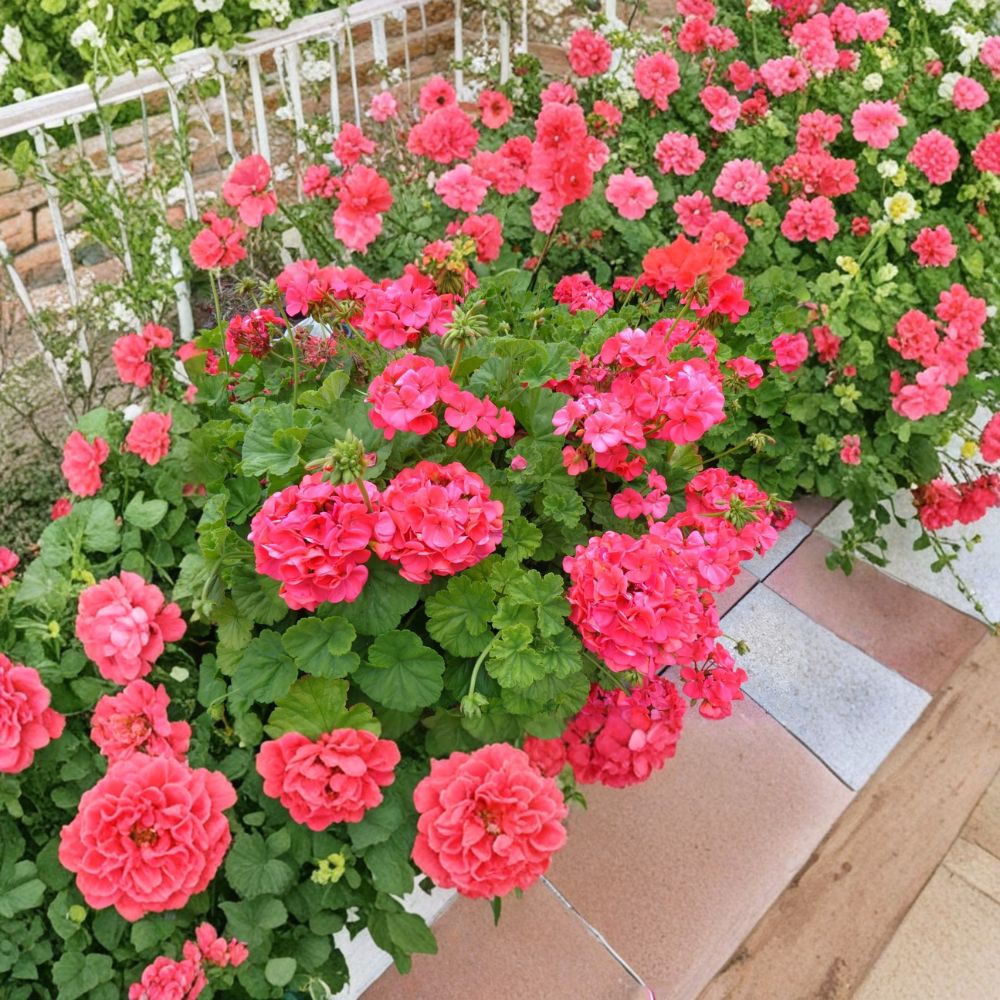Red Orange Geranium Cuttings | 5 Unrooted 6 Inch Pelargonium | Fragrant Patio Flowers | Easy to Grow, Hardy Blooming Plant