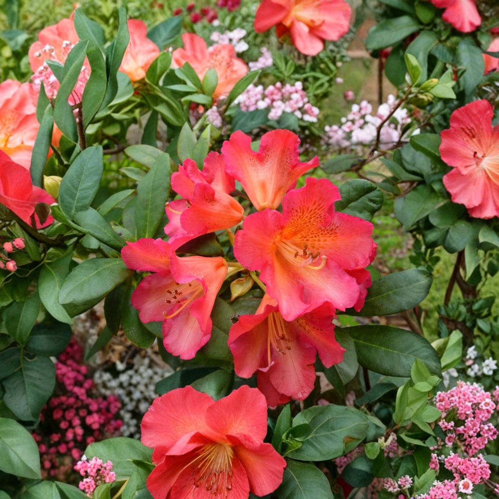Rhododendron ‘Golden Gate’ Live Evergreen Shrub | Compact Orange & Red Flowering Plant | Rhododendron ‘Golden Gate’