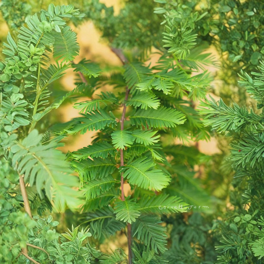 Dawn Redwood ‘Miss Grace’ Tree - Weeping Dwarf Metasequoia glyptostroboides - #1 Container - Rare Deciduous Conifer for Zones 5–9