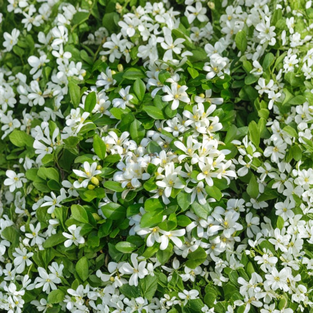 Orange Jasmine Tree - 2-3 Ft Live Plant - Fragrant White Flowers - Murraya paniculata - Tropical Garden Essential