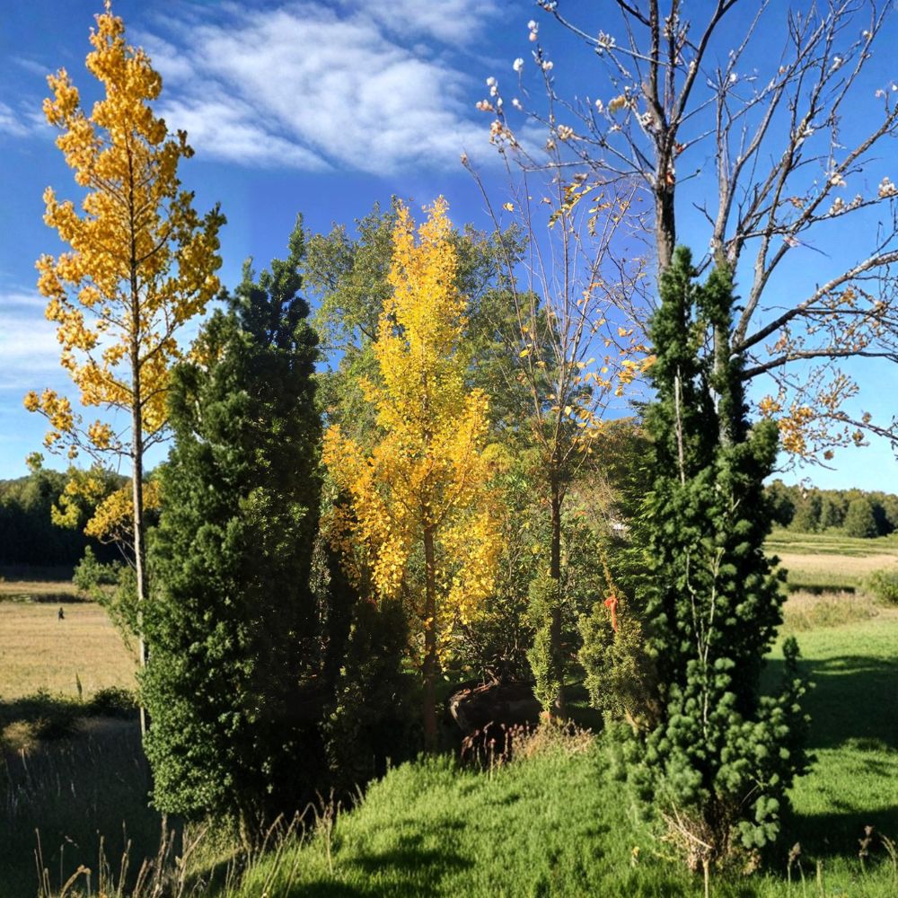 Grindstone Columnar Ginkgo Tree | 15 Inch Live Plant | Ginkgo biloba ‘Grindstone’ | Male Fruitless Upright Tree in 1 Gallon Pot