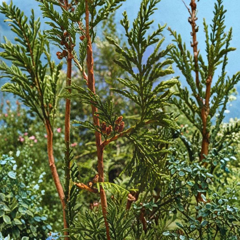 Thuja plicata Live Evergreen Tree | #1 Container Size | Western Red Cedar | Fast Growing Giant Arborvitae Privacy Hedge