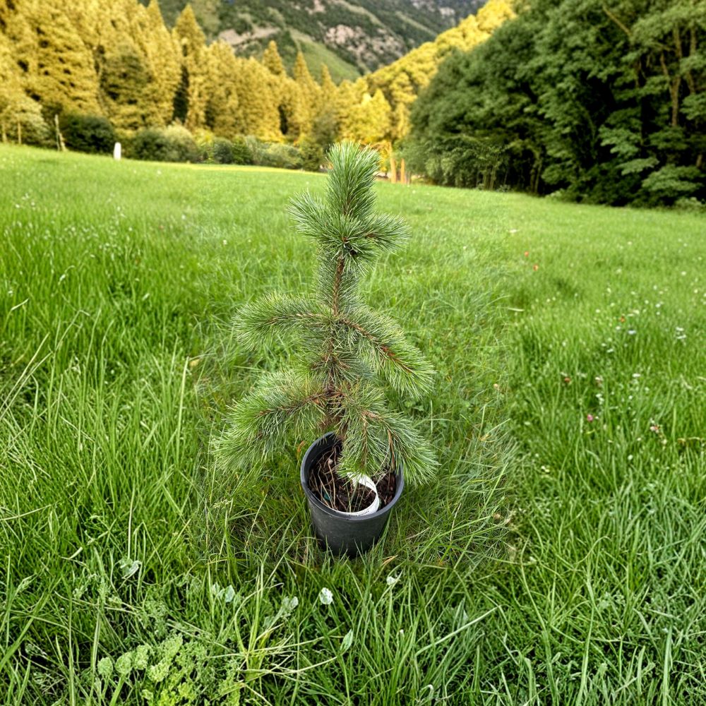 Bristlecone Pine Plant - 12 Inch Live Evergreen Conifer in 1 Gallon Pot - Pinus aristata Hardy Tree for Rock Gardens
