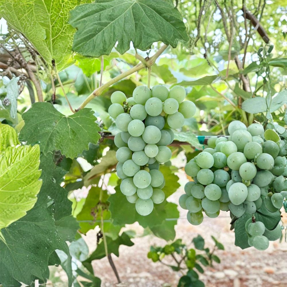5 Niagara Grape Cuttings - Sweet White Table & Juice Grape - Vitis labrusca - Live Propagation Stems for Home Gardening