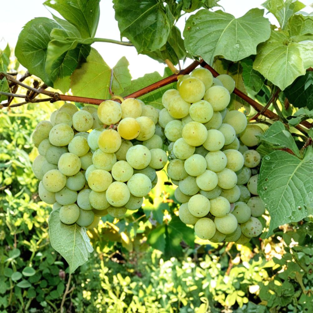 Niagara White Grape Vine - Live Rooted Sweet Grape Plant | Vitis labrusca | Cold Hardy | Zones 5–8 | Perfect for Juice & Jelly