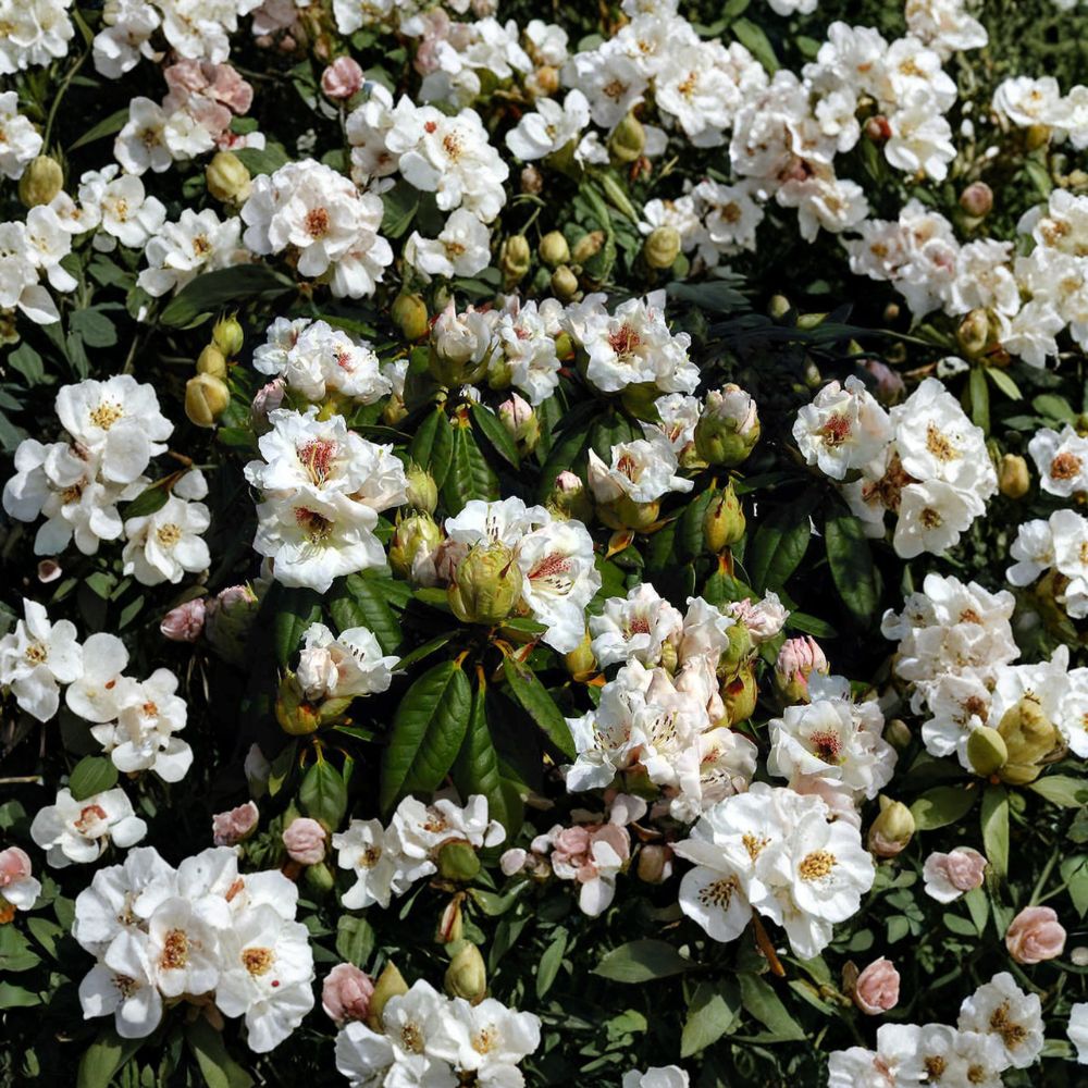 Rhododendron 'Harvest Moon' Live Evergreen Shrub | White Blooms with Red Blotch | Hardy Landscape Plant | #2 Container Grown