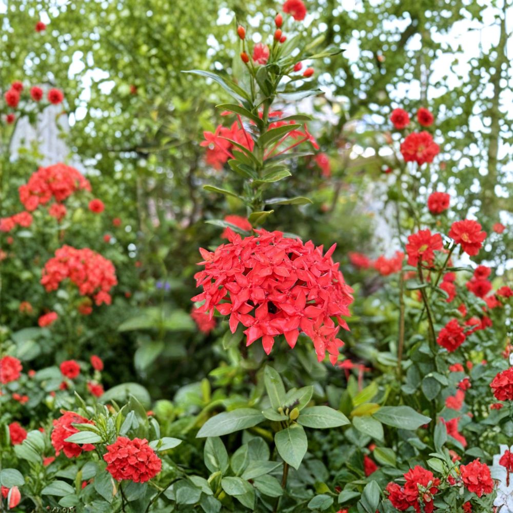 Red Ixora Seeds | 5 Seeds | Jungle Geranium | Ixora coccinea | Bright Red Flowers | Tropical Shrub for Indoor & Patio Gardening