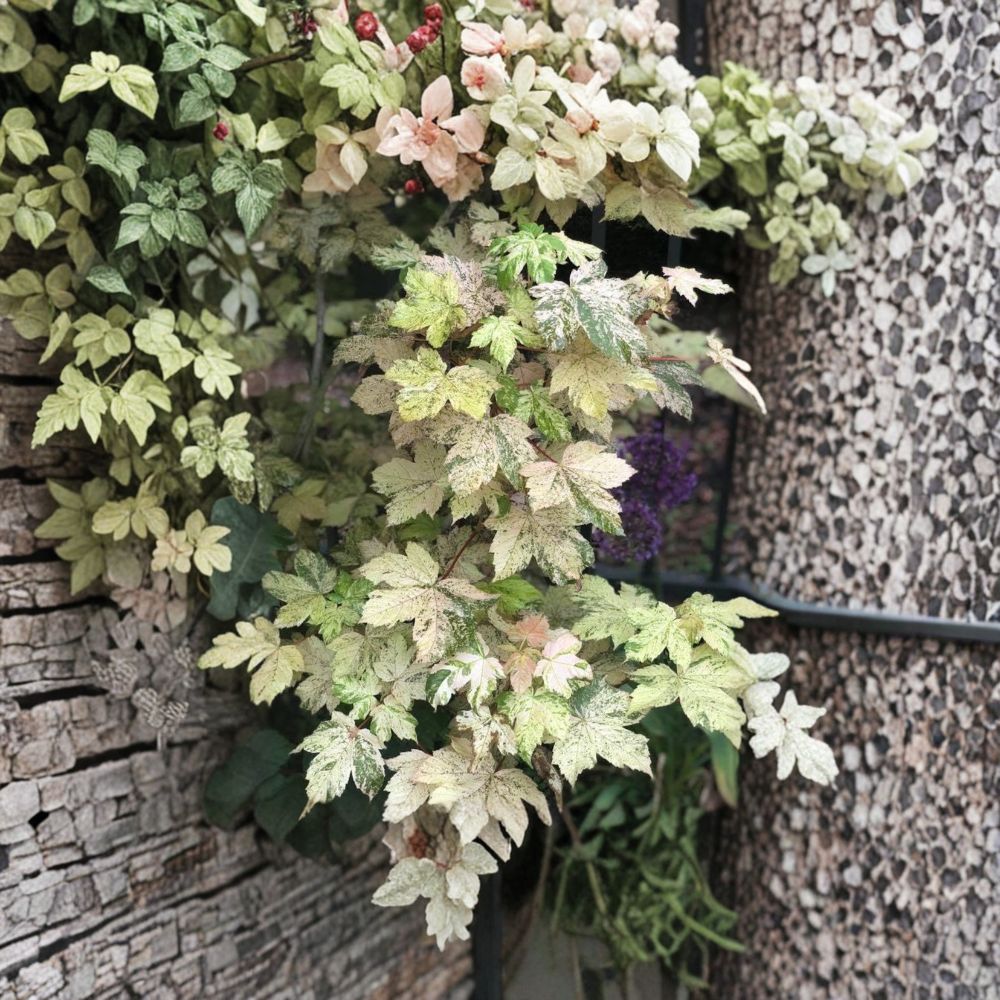 Acer pseudoplatanus 'Esk Sunset' Maple Tree | Young Variegated Ornamental | #3 Container | 30-40 Inches Tall