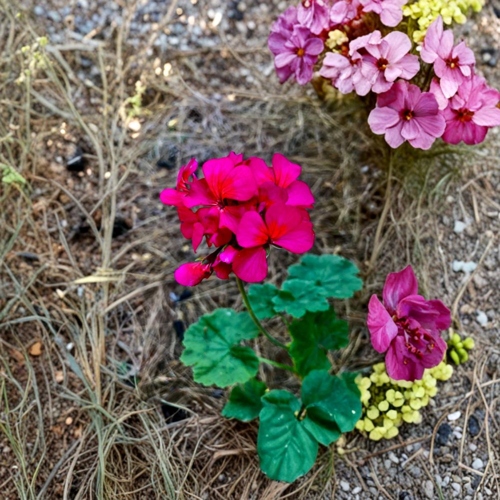 Hot Pink Geranium Cutting | 6 Inch Unrooted | Magenta Blooms | Pelargonium Zonale | Easy to Grow Patio & Container Plant