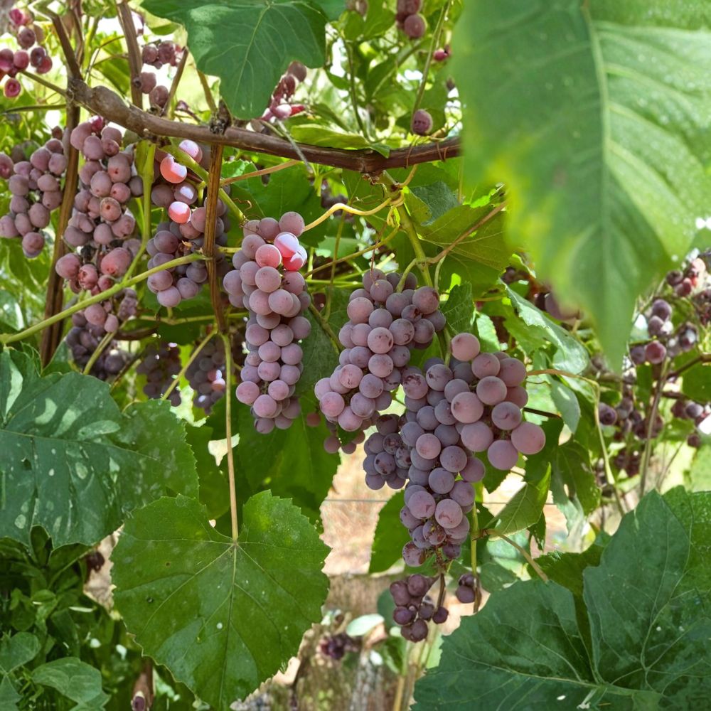 Delaware Grape Cuttings 5-Pack | Sweet Red Table & Wine Grape | Vitis labrusca | Live Propagation Cuttings | US Seller