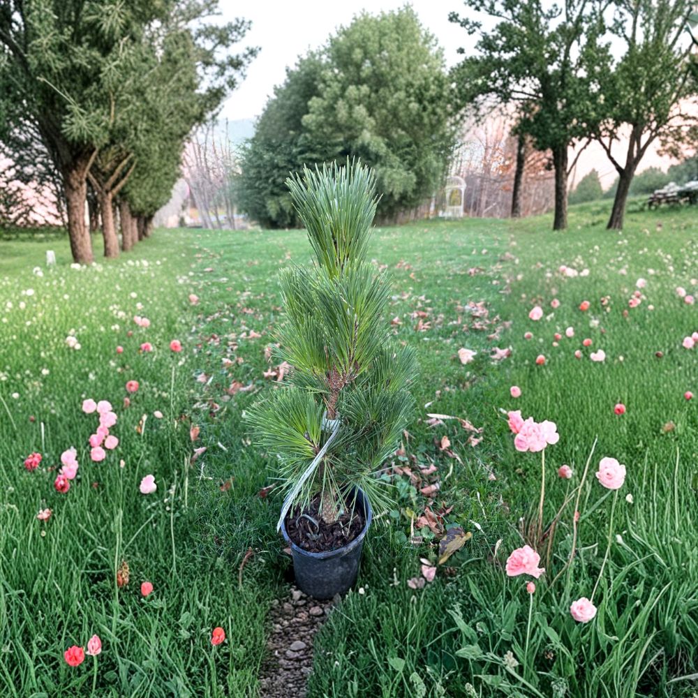 Baker Street Broom Japanese Black Pine Plant | 12 Inch Dwarf Evergreen Conifer | Pinus thunbergii | 1 Gallon Pot