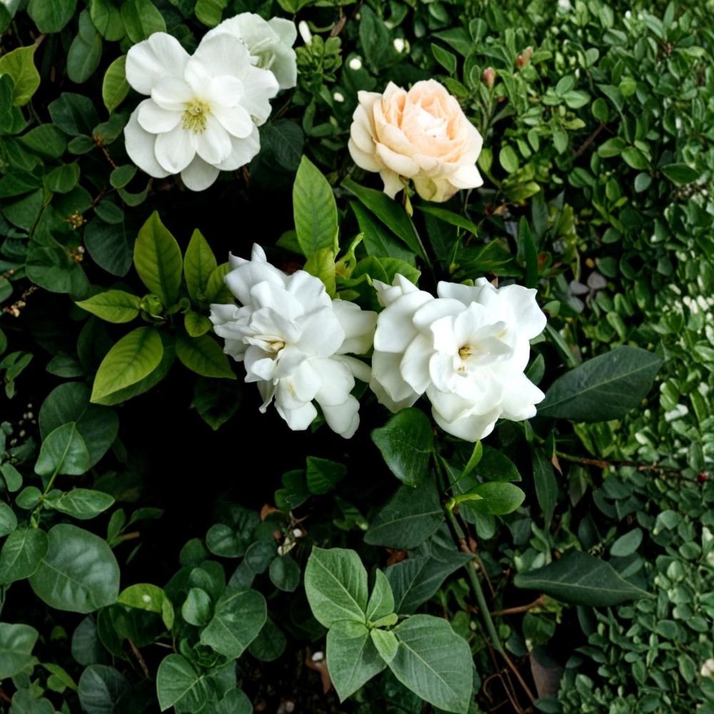 Heirloom Gardenia Plant - 1 Ft Starter Bare Root - Fragrant White Cape Jasmine - Gardenia jasminoides
