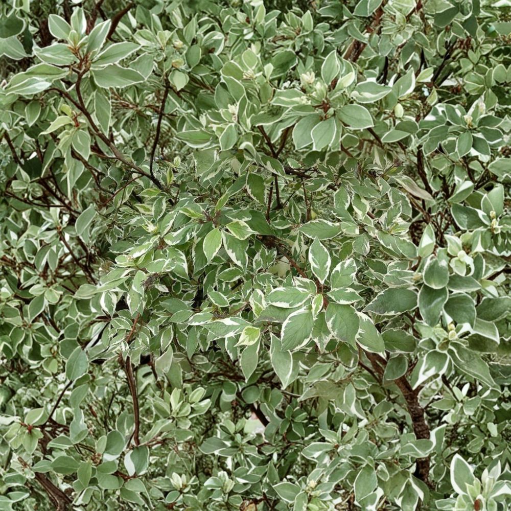 Variegated Red Twig Dogwood Plant - Cornus alba 'Ivory Halo' - #2 Container - Compact Shrub with Winter Interest and Pollinator Appeal