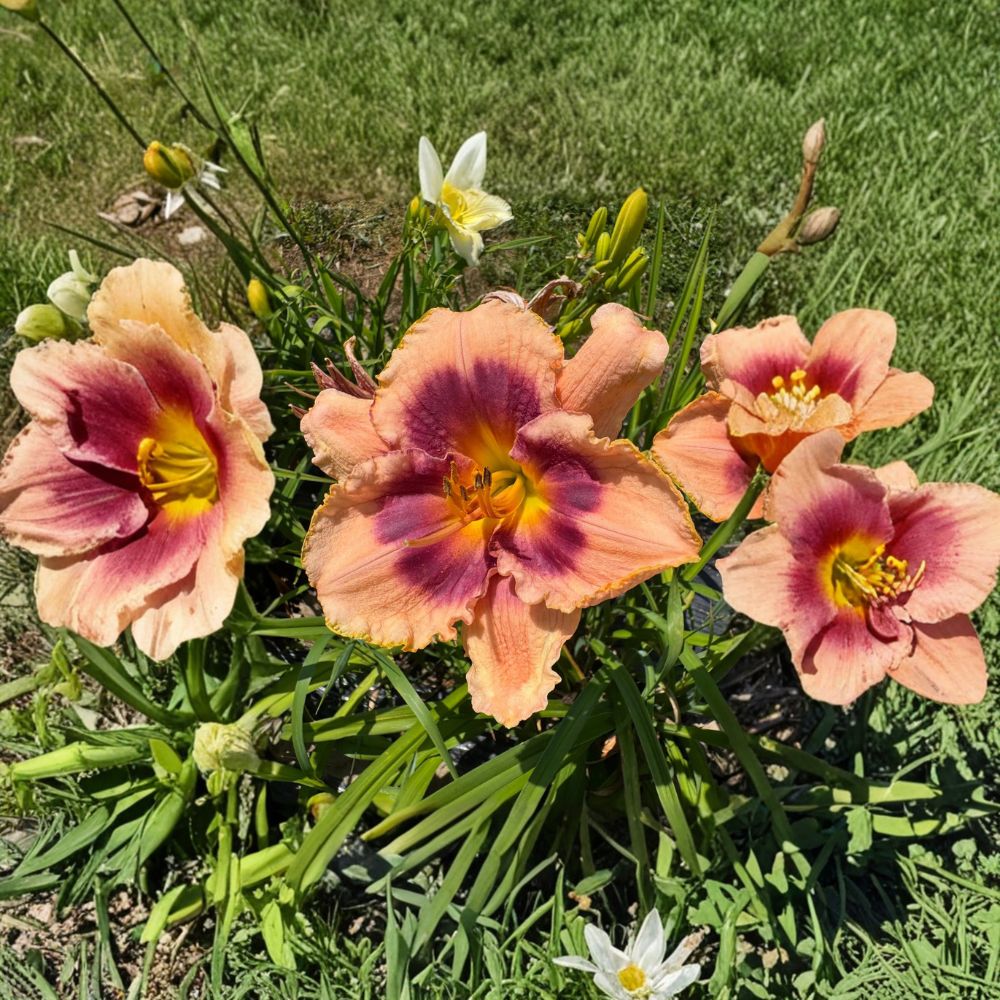 Joe Marinello Daylily - 3 Live Bare Root Plants - Hardy Hemerocallis Perennial - Easy Care Flowering Garden Plant