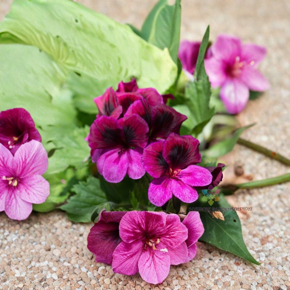 Martha Washington Geranium Seeds | 25+ Seeds | Regal Pelargonium | Easy to Grow | Container & Patio Plant