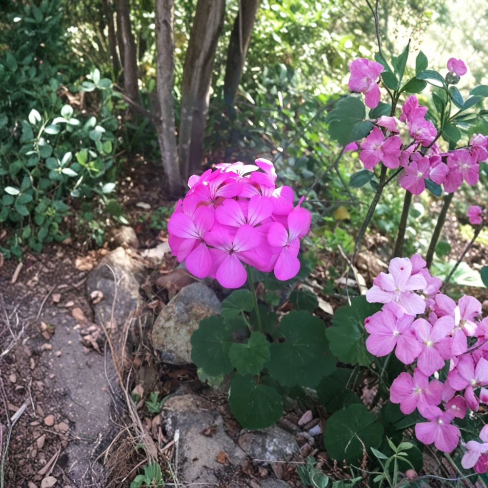 Purple Pink Zonal Geranium Cuttings - 12 Fresh 6 Inch Pelargonium Cuttings with White Center Blooms - Easy to Root