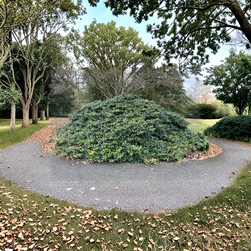 Maryland Dwarf American Holly Plant - 1 Gallon Pot - Compact Ilex opaca - Low Maintenance Evergreen Shrub for Landscapes