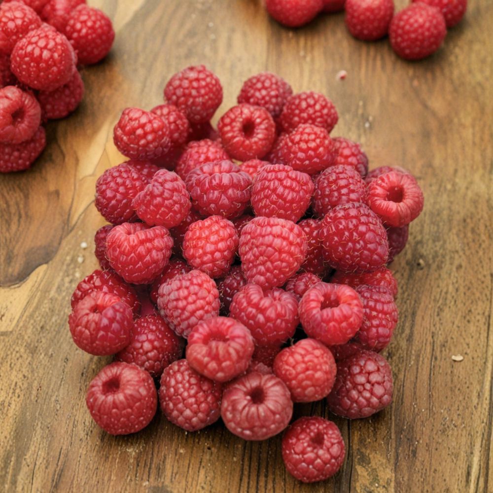 Nova Raspberry Plant | Live Rooted Red Raspberry Cane | Sweet Fruit | Rubus idaeus | Cold-Hardy | Zones 3–8