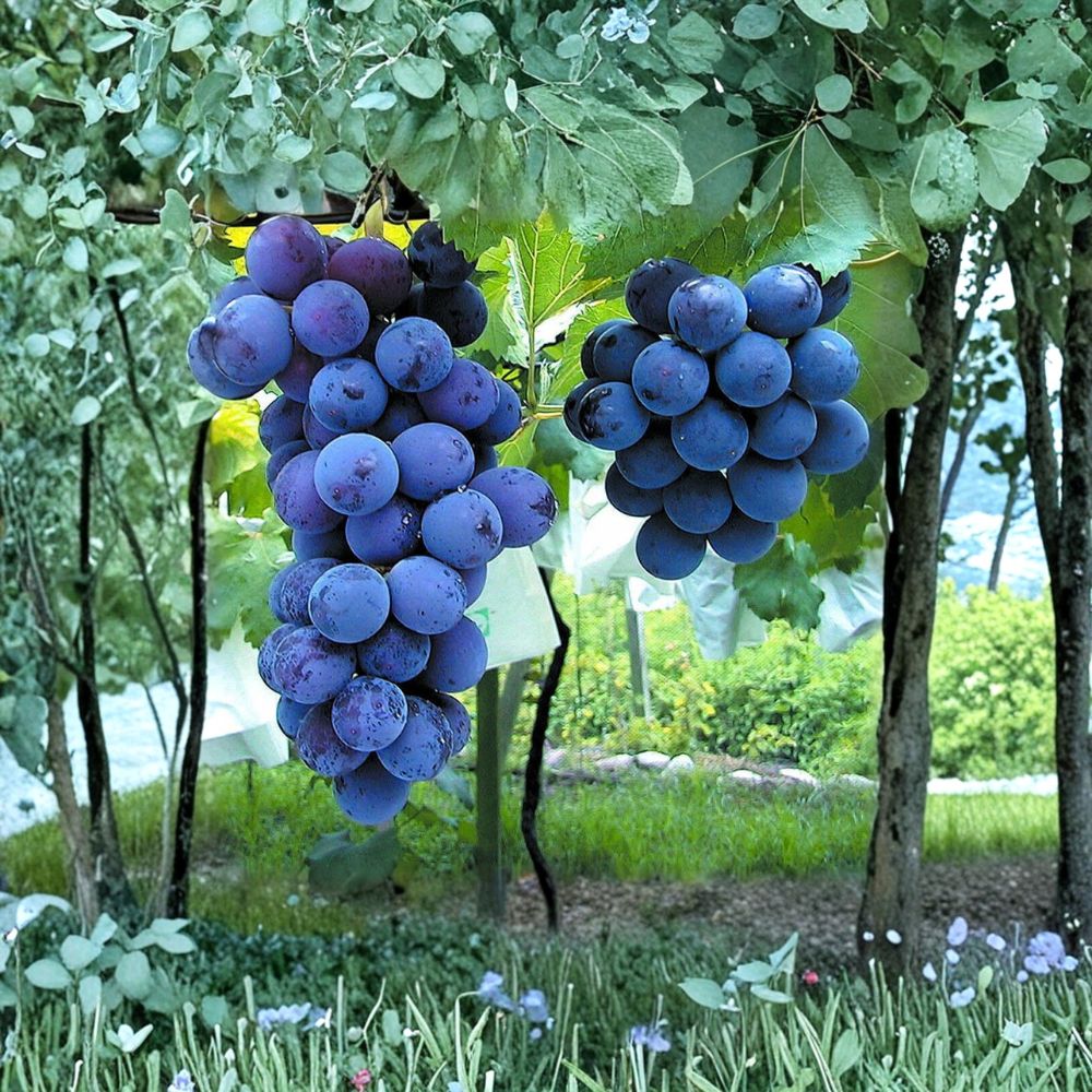 Kyoho Grape Plant - Live Vine in Nursery Pot - Vitis vinifera - Giant Sweet Table Grape - Premium Japanese Variety - 巨峰葡萄