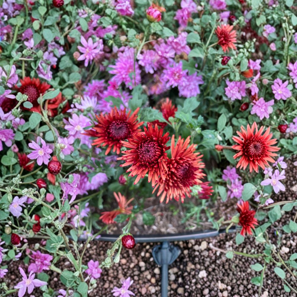 2-Pack Chrysanthemum Plants, Autumn Ruby, Deep Red Blooms, Cold Hardy Perennial Flowers, Chrysanthemum × morifolium