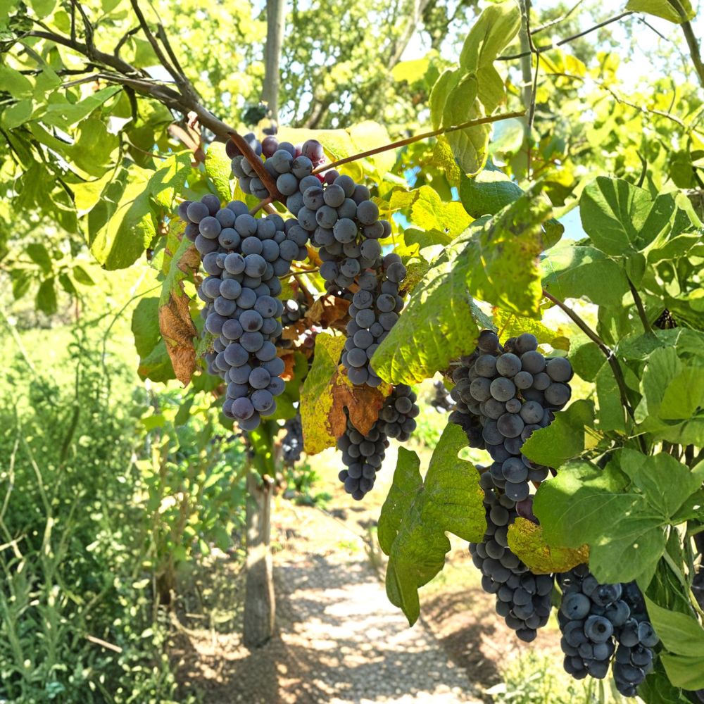 Steuben Table Grape Plant | Cold Hardy Vitis Hybrid | Sweet Blue-Purple Grapes | Japanese Tsuruta Variety