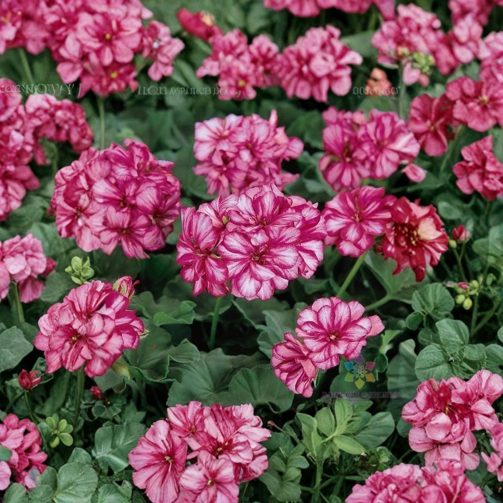 Burgundy Ice Ivy Geranium Seeds | 25+ Premium Seeds | Trailing Geranium | Pelargonium peltatum | Easy to Grow Flowers
