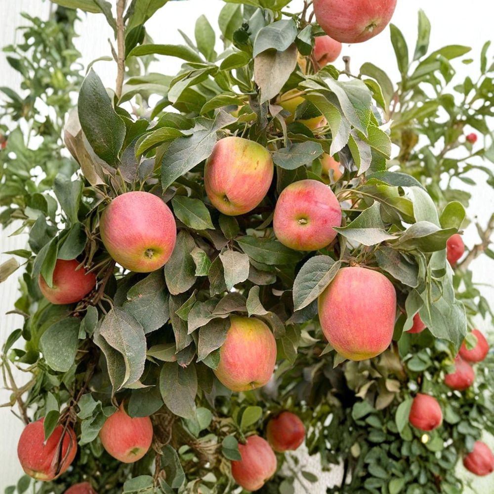 Apple Babe Dwarf Apple Tree | Live Bare Root | Sweet Crisp Red Apples | Malus domestica | Compact Fruit Tree