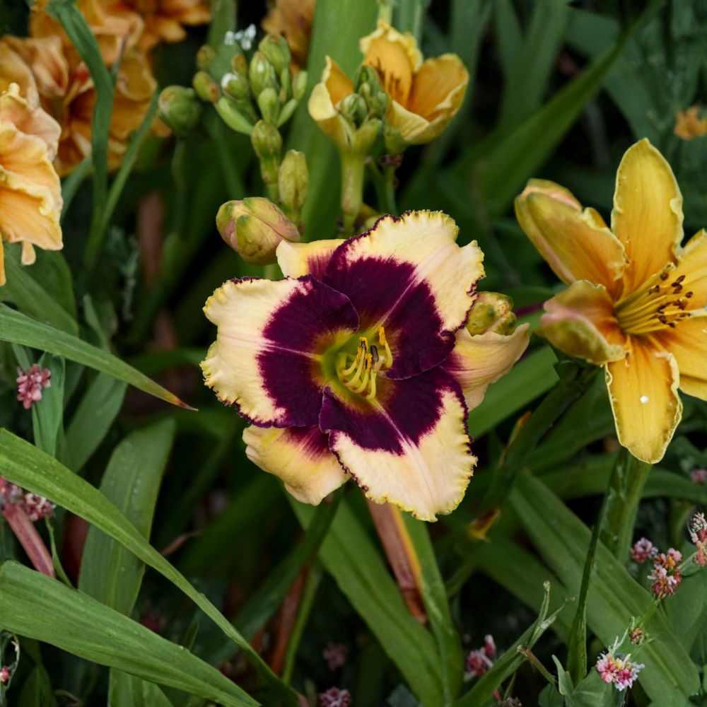 Blackthorne Daylily - 3 Live Bare Root Plants, Cream and Purple Hemerocallis, Hardy Reblooming Perennial Flower
