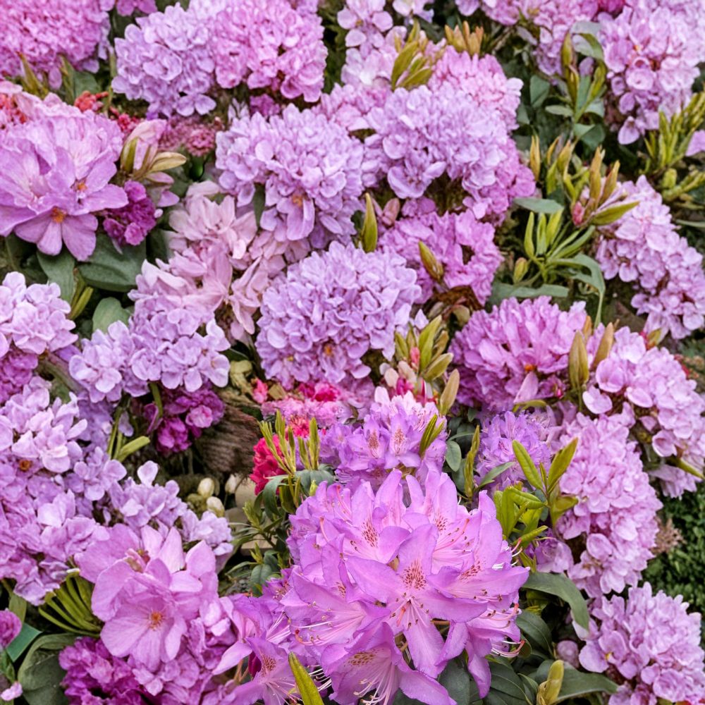 Rhododendron Shrub 12-15 Inches Lavender Purple Blooms Rhododendron ‘Purpureum Elegans’ Evergreen Hardy Landscape Plant