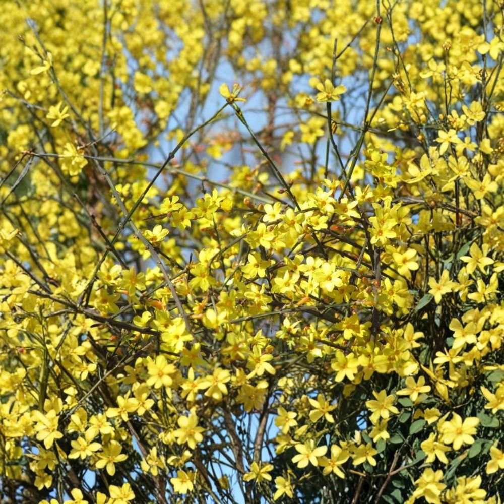 Winter Jasmine Live Plant 1 Gallon Pot Yellow Blooms Jasminum nudiflorum Bonsai Starter 迎春花 黄梅