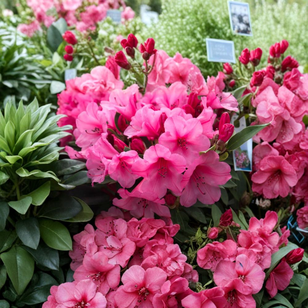 Dwarf Evergreen Rhododendron Plant - Rose Pink Bell-Shaped Blooms - Rhododendron ‘Kimbeth’ - #3 Container Plant